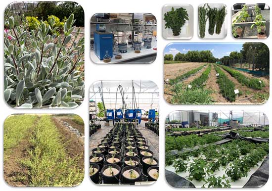 ΤΕΠΑΚ: Καινοτόμος επιστημονική έρευνα στην Κύπρο για τα αρωματικά και φαρμακευτικά φυτά